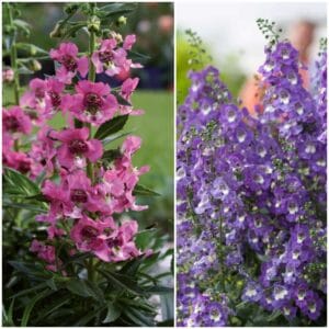 Angelonija Adessa®, XXL (Angelsko krilo - Angelonia x Angustifolia)