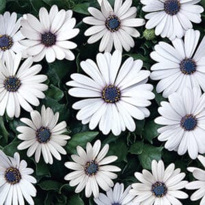 Osteospermum Erato® Compact (Kapska košarica, več barv)
