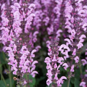 Salvia Menkar, XXL (Gozdni žajbelj - Salvia x Superba)