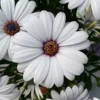 Compact White