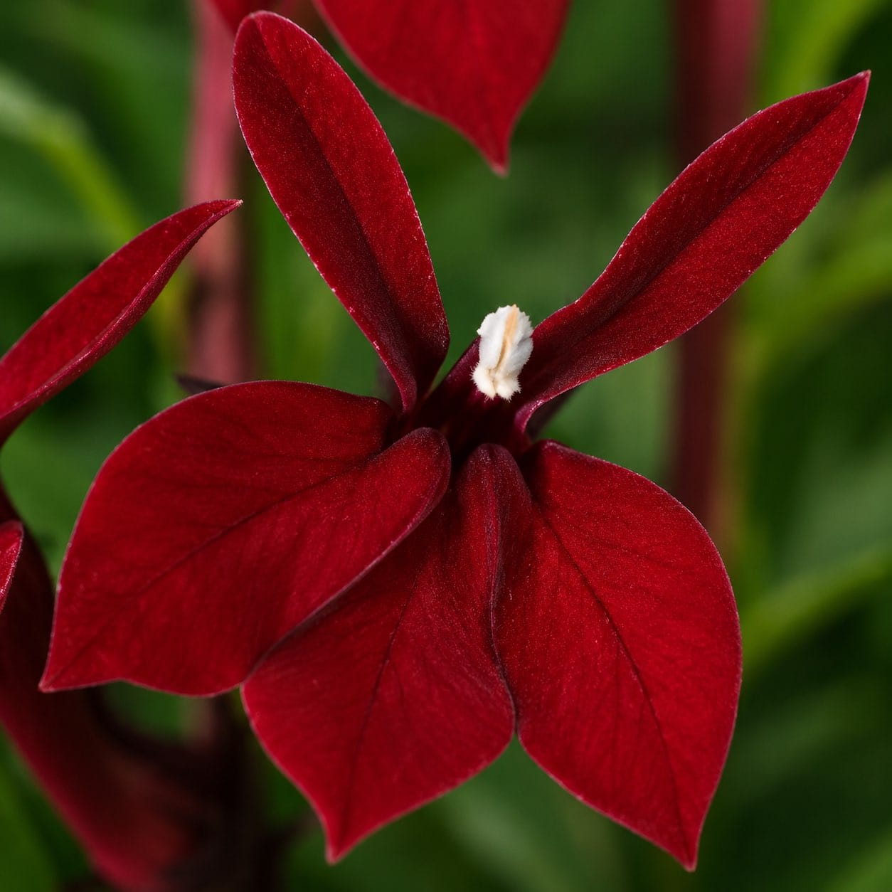 Lobelija (Lobelia erinus)(XXL)